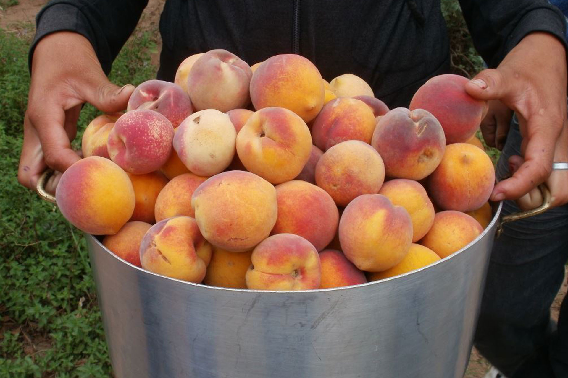 Cementos Avellaneda » Sostenibilidad » Proyectos » Huertas, bosques de frutales y granjas orgánicas